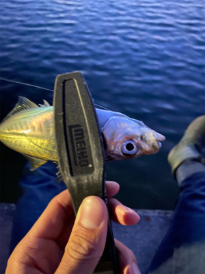 ゆうまづめアジング