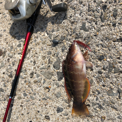 運が無い　穴釣り