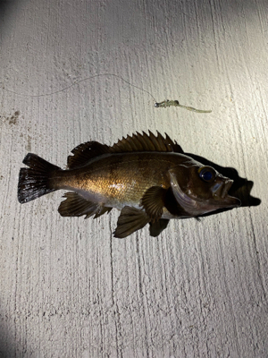 常吉リグはやっぱり最強