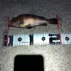 エギング不発、メバリング