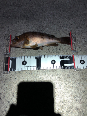 エギング不発、メバリング