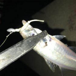 別府港でアジング(^.^)