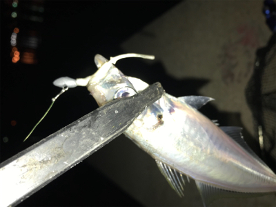 別府港でアジング(^.^)