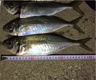 またまたアジング