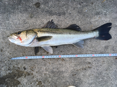 朝シーバスのヒルシーバス