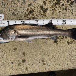 フラッシュブースト炸裂!