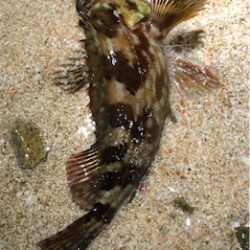 とある病みつきサーフゲーム