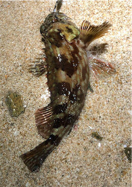 とある病みつきサーフゲーム