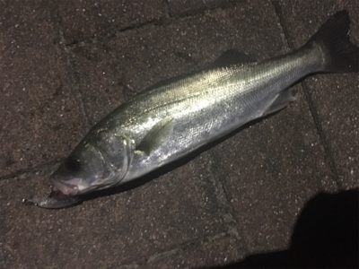 久々に釣れました