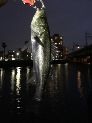干潮でダメかと思いましたが