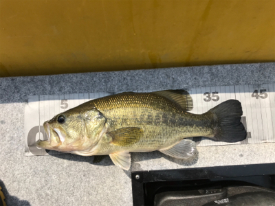 1日ボート釣行！