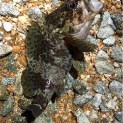 とある早朝4時のサーフ