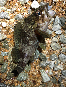 とある早朝4時のサーフ