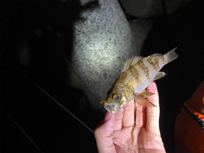 フロートメバリング