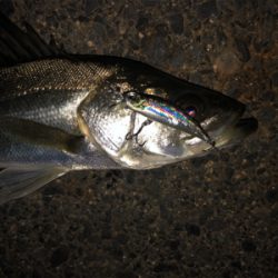 メバルタックルでシーバスゲーム