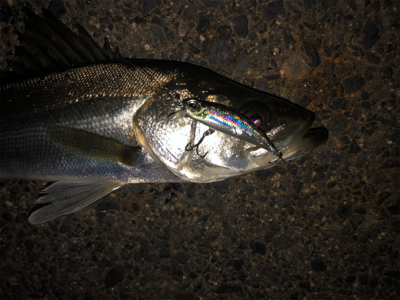 メバルタックルでシーバスゲーム