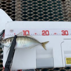 今年はダメダメ釣行