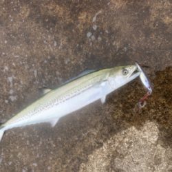 ショアジギングでサゴシ祭り