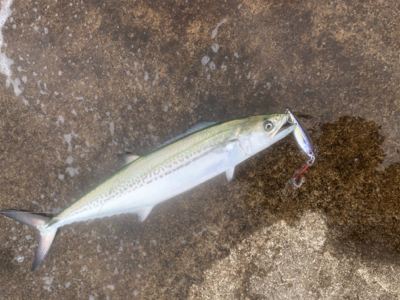 ショアジギングでサゴシ祭り