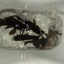 メバル行ってきました。