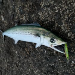 スピンビームでまさかのサゴシ！