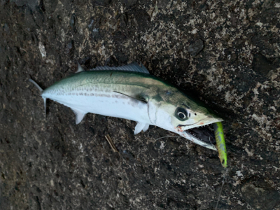 スピンビームでまさかのサゴシ！