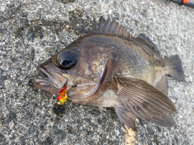 魚子バイブ凄っ