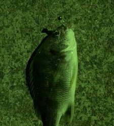 夜のメバリングで