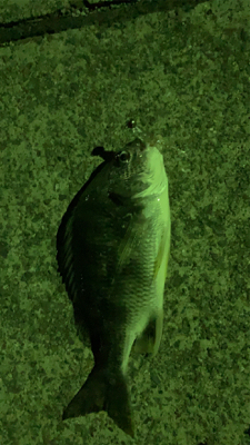 夜のメバリングで