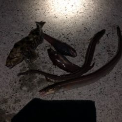 竹ノ浜漁港と牧浜漁港で夜釣り