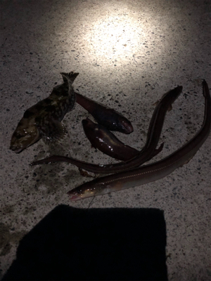 竹ノ浜漁港と牧浜漁港で夜釣り