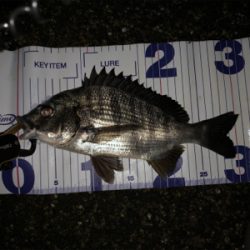 まだまだ活性低い?