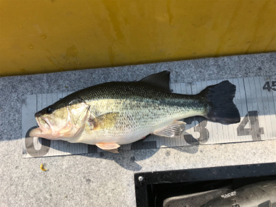 午前中ボート釣行！