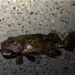 とある夕マズメ後のライトゲーム