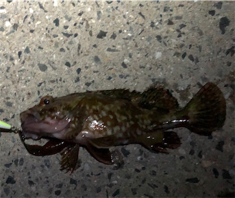 とある夕マズメ後のライトゲーム