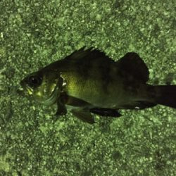 爆風日の当たり日