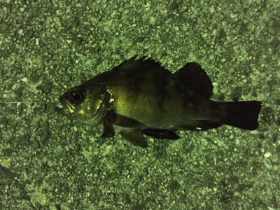 爆風日の当たり日