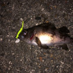 夢島、蜜中のメバル爆