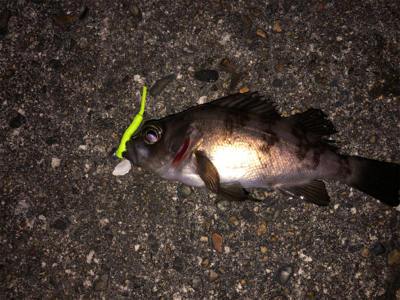 夢島、蜜中のメバル爆