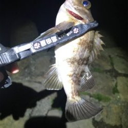 西風爆風メバリング