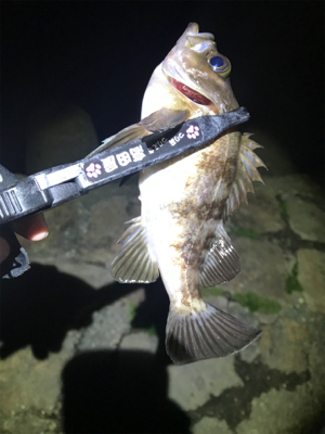 西風爆風メバリング