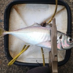 アジング 練習 140