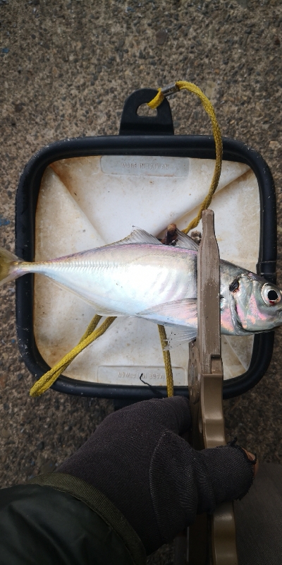 アジング 練習 140