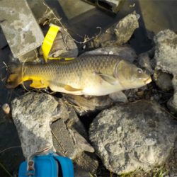 バス狙いがビッグカープに