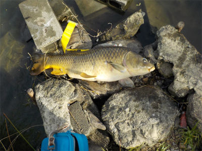 バス狙いがビッグカープに