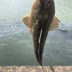 昼間にマゴチ！！55cm