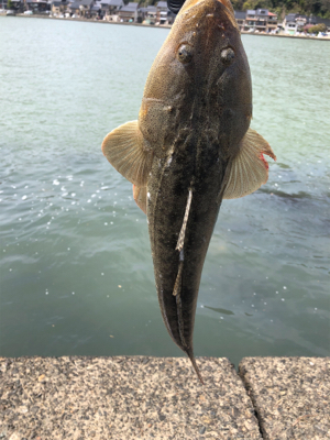 昼間にマゴチ！！55cm