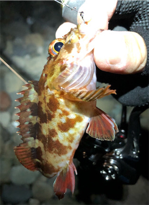 とある爆風ゴロタ