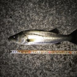 シーバス、メバル