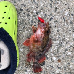 穴釣りでカサゴ